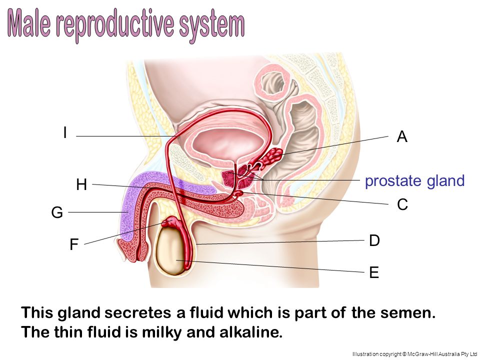 Where is the female prostate gland located